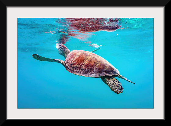 "Underwater Animals – Swimming Turtle 9", Victor Hawk