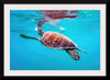 "Underwater Animals – Swimming Turtle 9", Victor Hawk