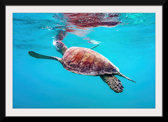 "Underwater Animals – Swimming Turtle 9", Victor Hawk