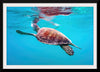 "Underwater Animals – Swimming Turtle 9", Victor Hawk