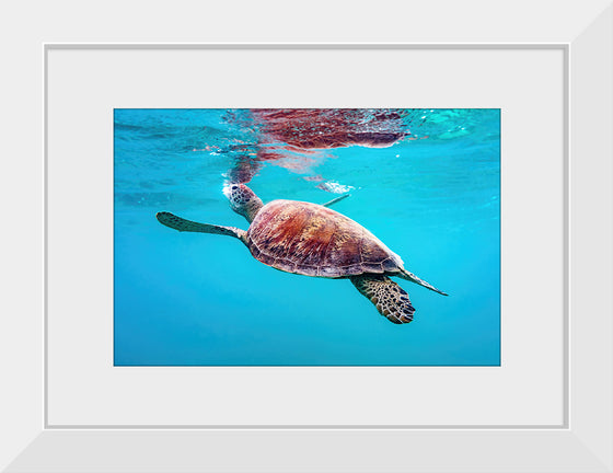 "Underwater Animals – Swimming Turtle 9", Victor Hawk