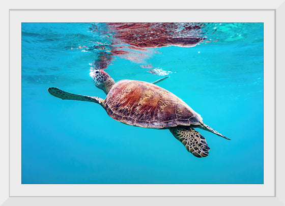 "Underwater Animals – Swimming Turtle 9", Victor Hawk