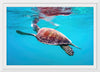 "Underwater Animals – Swimming Turtle 9", Victor Hawk