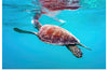 "Underwater Animals – Swimming Turtle 9", Victor Hawk