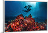 "Underwater Animals – Divers Above the Corals", Victor Hawk