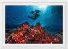 "Underwater Animals – Divers Above the Corals", Victor Hawk