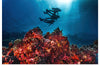 "Underwater Animals – Divers Above the Corals", Victor Hawk