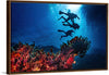 "Underwater Animals – Divers Above the Corals 2", Victor Hawk