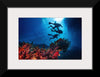 "Underwater Animals – Divers Above the Corals 2", Victor Hawk