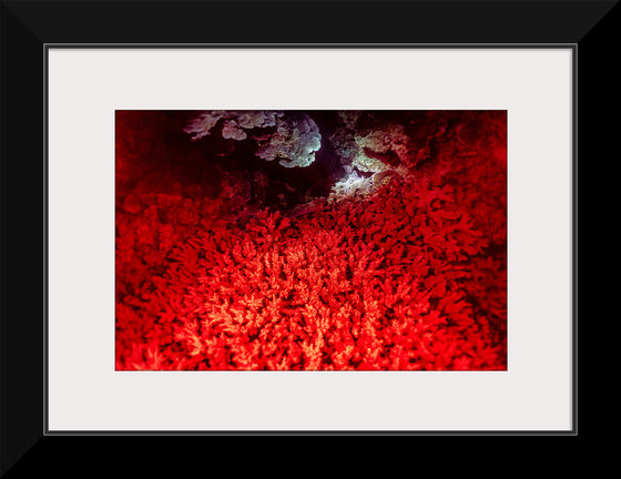 "Underwater Animals – GBR Colours Corals 1", Victor Hawk