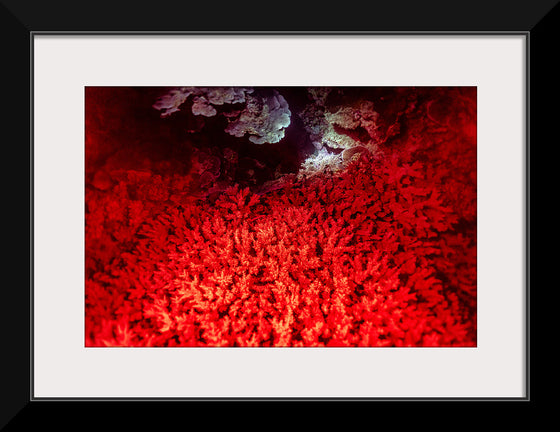 "Underwater Animals – GBR Colours Corals 1", Victor Hawk