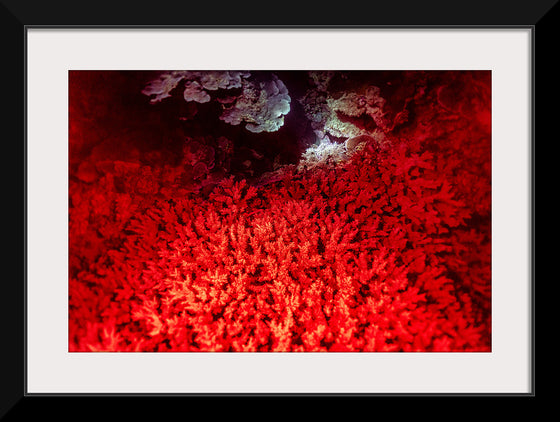 "Underwater Animals – GBR Colours Corals 1", Victor Hawk