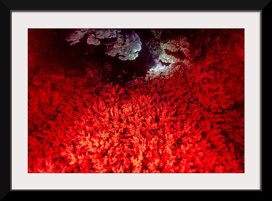 "Underwater Animals – GBR Colours Corals 1", Victor Hawk