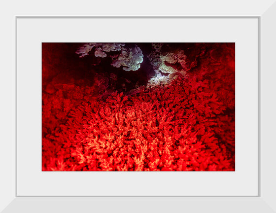 "Underwater Animals – GBR Colours Corals 1", Victor Hawk