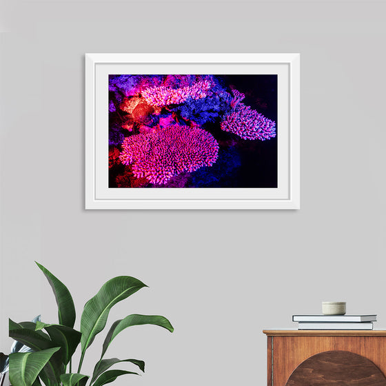 "Underwater Animals – GBR Colours Corals 3", Victor Hawk