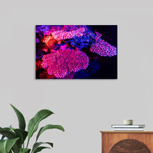  "Underwater Animals – GBR Colours Corals 3", Victor Hawk