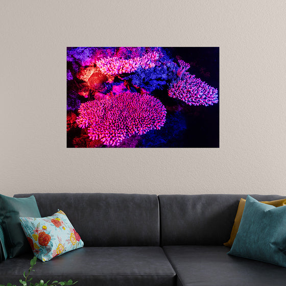 "Underwater Animals – GBR Colours Corals 3", Victor Hawk