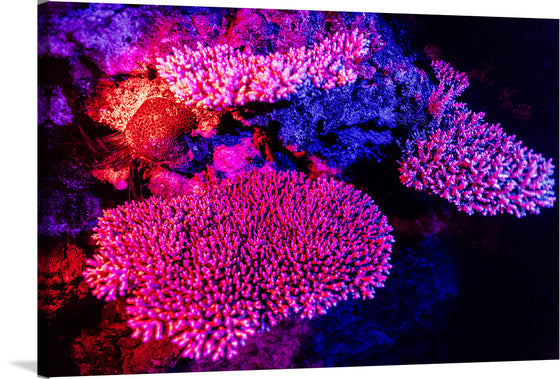 "Underwater Animals – GBR Colours Corals 3", Victor Hawk