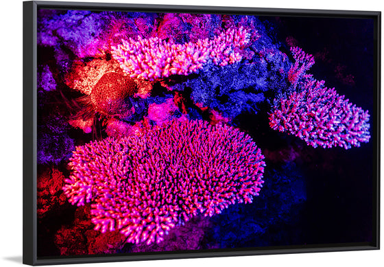 "Underwater Animals – GBR Colours Corals 3", Victor Hawk