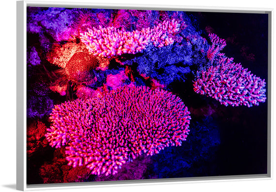 "Underwater Animals – GBR Colours Corals 3", Victor Hawk