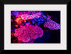 "Underwater Animals – GBR Colours Corals 3", Victor Hawk