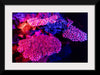 "Underwater Animals – GBR Colours Corals 3", Victor Hawk