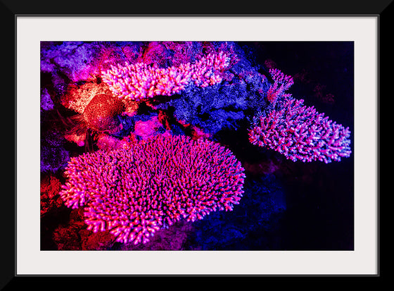 "Underwater Animals – GBR Colours Corals 3", Victor Hawk