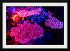 "Underwater Animals – GBR Colours Corals 3", Victor Hawk