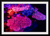 "Underwater Animals – GBR Colours Corals 3", Victor Hawk