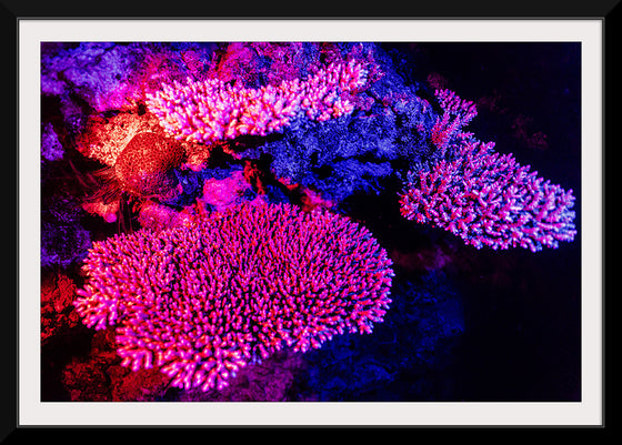 "Underwater Animals – GBR Colours Corals 3", Victor Hawk