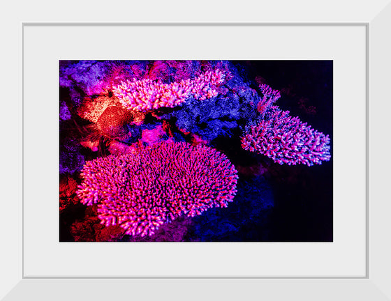 "Underwater Animals – GBR Colours Corals 3", Victor Hawk