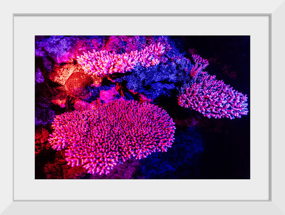 "Underwater Animals – GBR Colours Corals 3", Victor Hawk