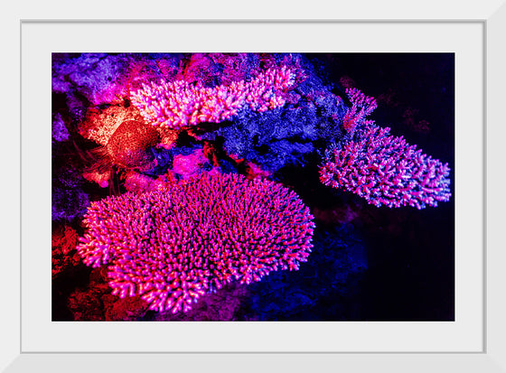 "Underwater Animals – GBR Colours Corals 3", Victor Hawk