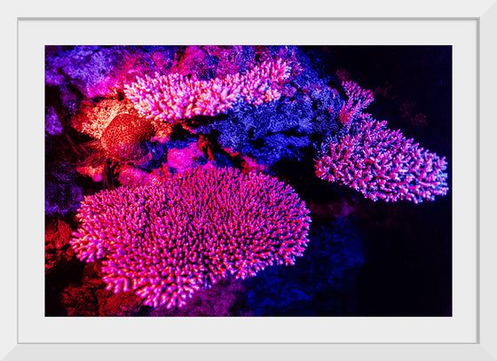 "Underwater Animals – GBR Colours Corals 3", Victor Hawk