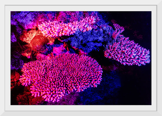 "Underwater Animals – GBR Colours Corals 3", Victor Hawk