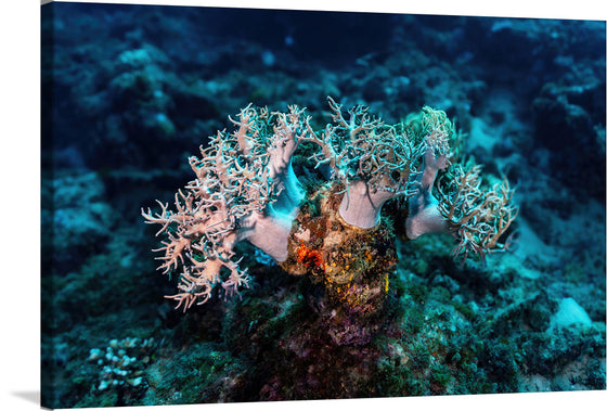 "Underwater Animals – GBR Corals 46", Victor Hawk