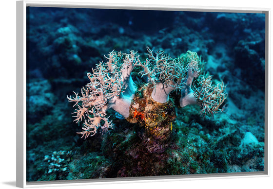 "Underwater Animals – GBR Corals 46", Victor Hawk