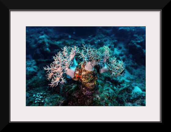 "Underwater Animals – GBR Corals 46", Victor Hawk