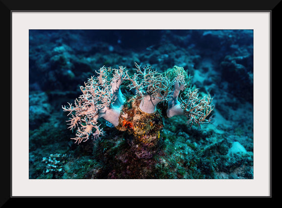 "Underwater Animals – GBR Corals 46", Victor Hawk