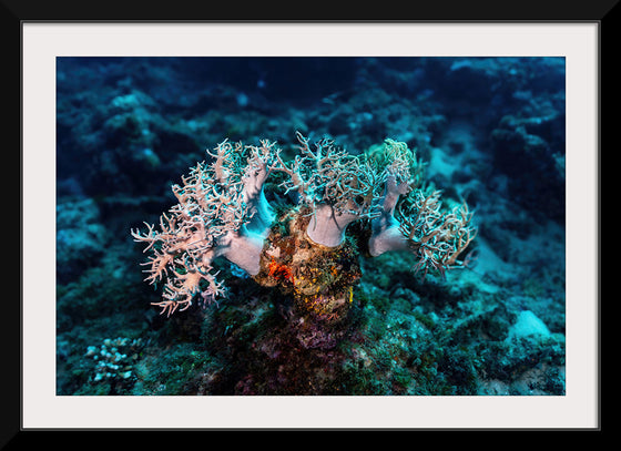 "Underwater Animals – GBR Corals 46", Victor Hawk