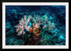 "Underwater Animals – GBR Corals 46", Victor Hawk