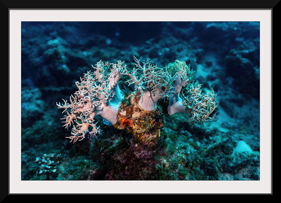 "Underwater Animals – GBR Corals 46", Victor Hawk