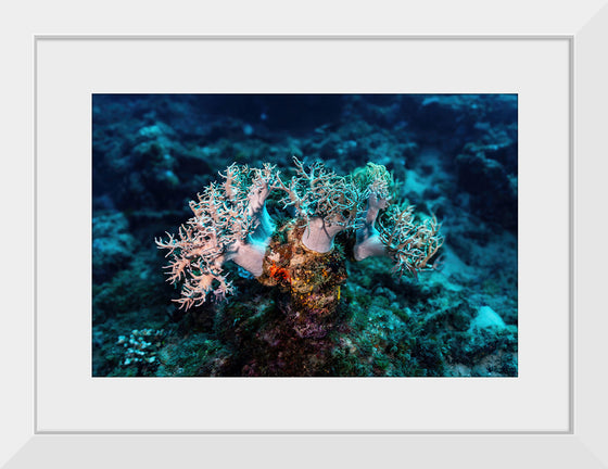 "Underwater Animals – GBR Corals 46", Victor Hawk