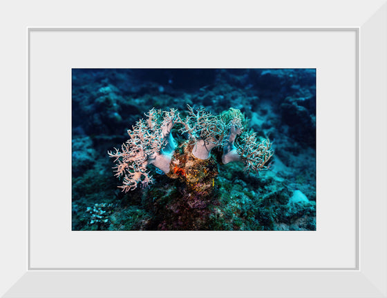 "Underwater Animals – GBR Corals 46", Victor Hawk