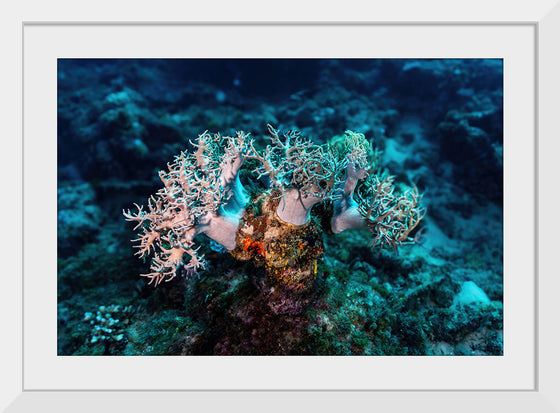 "Underwater Animals – GBR Corals 46", Victor Hawk