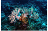 "Underwater Animals – GBR Corals 46", Victor Hawk