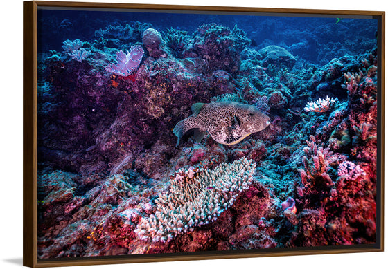 "Underwater Animals – Underwater GBR Corals and Fish 3", Victor Hawk