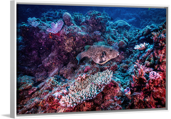 "Underwater Animals – Underwater GBR Corals and Fish 3", Victor Hawk