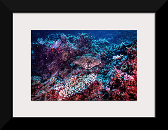 "Underwater Animals – Underwater GBR Corals and Fish 3", Victor Hawk