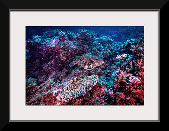 "Underwater Animals – Underwater GBR Corals and Fish 3", Victor Hawk